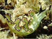 Photo:J. Chuk, Arabia; Surf to the Slug Forum